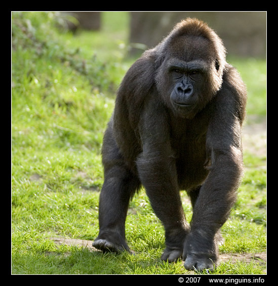 Gorilla gorilla
Trefwoorden: Zoo Duisburg Gorilla gorilla mensaap