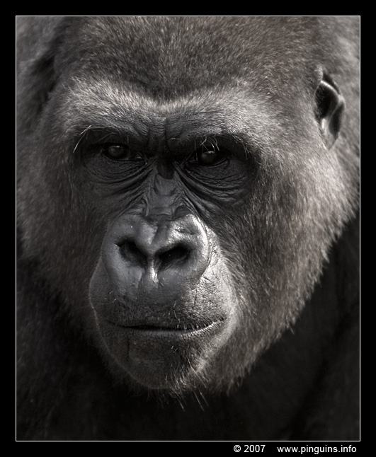 Gorilla gorilla
Trefwoorden: Zoo Duisburg Germany Duitsland Gorilla gorilla mensaap
