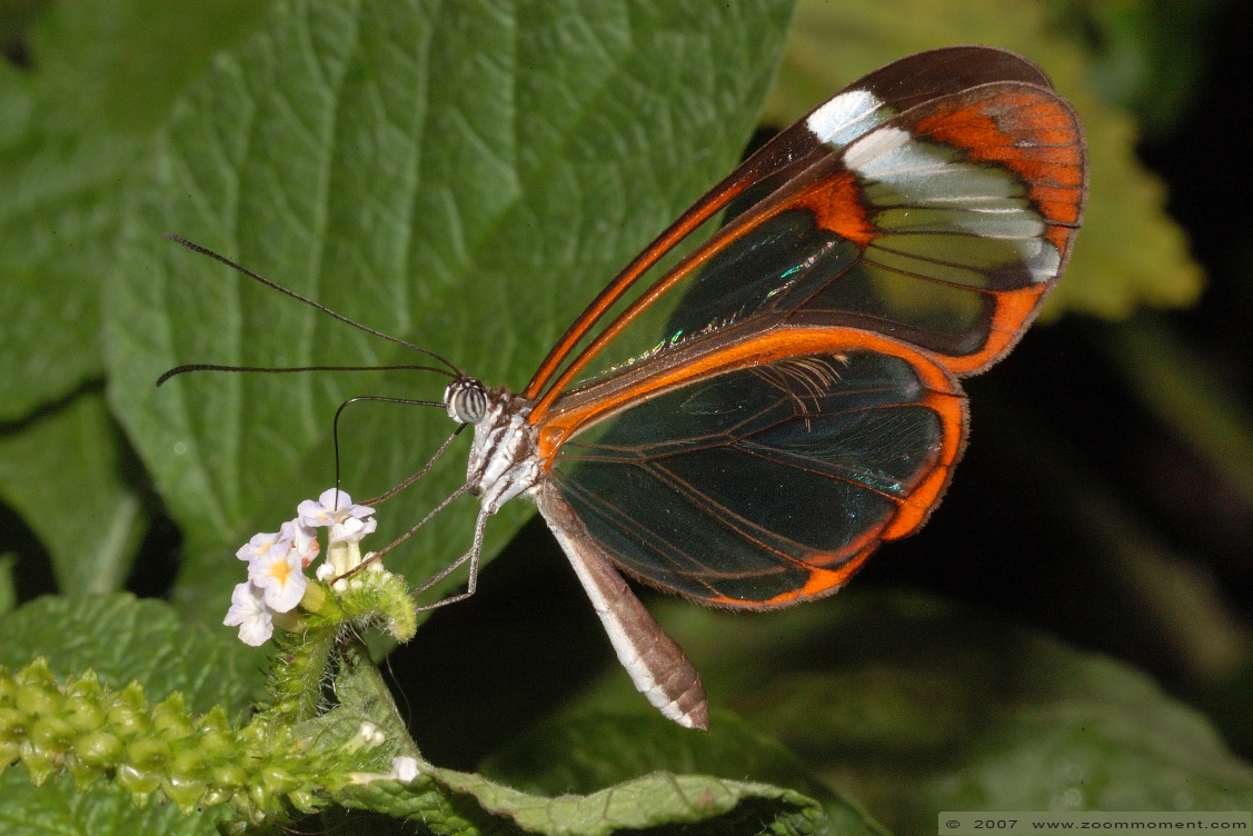 glasvleugel vlinder ( Greta oto ) glasswing butterfly
الكلمات الإستدلالية(لتسهيل البحث): Dierenpark Emmen Nederland glasvleugel vlinder  Greta oto  glasswing butterfly