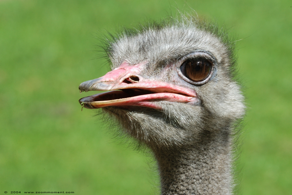 struisvogel ( Struthio camelus australis ) ostrich
Trefwoorden: Dierenpark Emmen struisvogel  Struthio camelus australis  ostrich