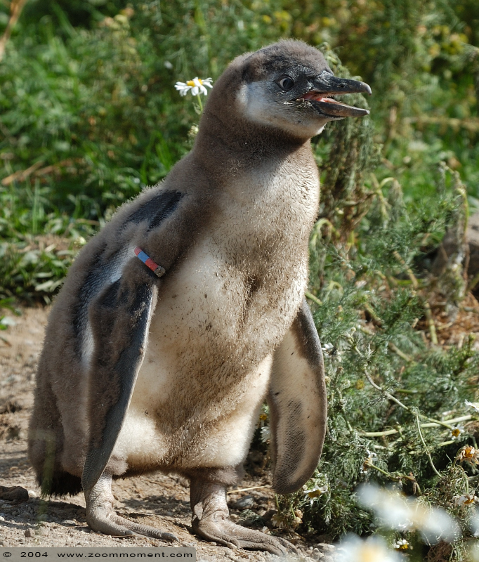 humboldtpinguïn ( Spheniscus humboldti ) humboldt penguin
Trefwoorden: Dierenpark Emmen humboldtpinguïn Spheniscus humboldti  humboldt penguin