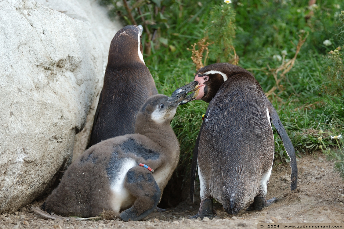 humboldtpinguïn ( Spheniscus humboldti ) humboldt penguin
Trefwoorden: Dierenpark Emmen humboldtpinguïn Spheniscus humboldti  humboldt penguin