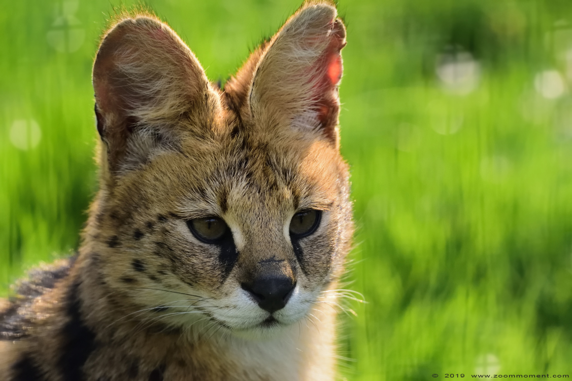 serval ( Leptailurus serval or Felis serval ) serval 
Trefwoorden: Faunapark Flakkee serval Leptailurus serval  Felis serval  serval 