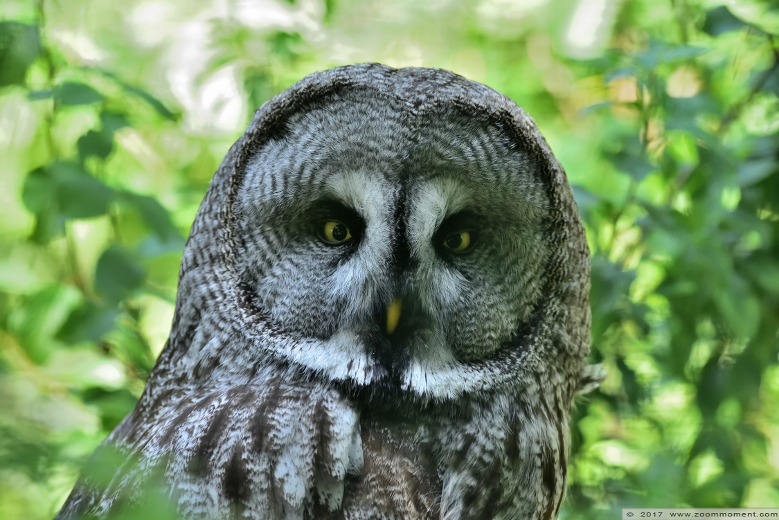 laplanduil  ( Strix nebulosa ) great grey owl
Trefwoorden: Faunapark Flakkee laplanduil  Strix nebulosa  great grey owl