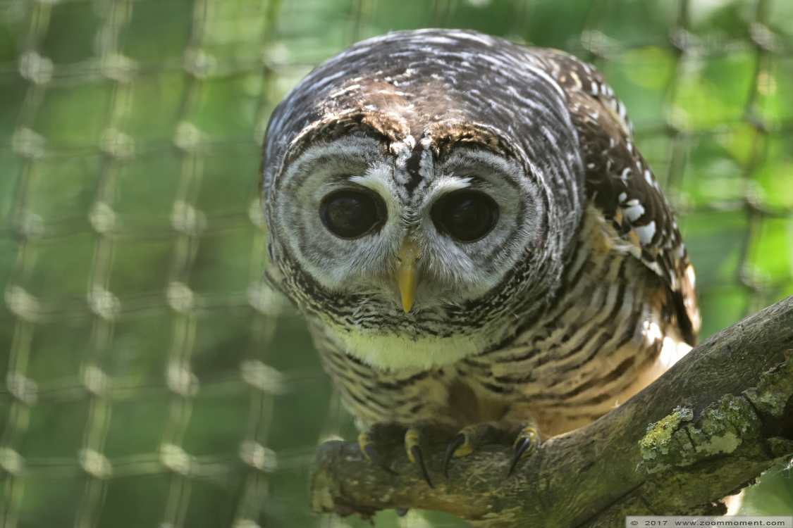 roodpootbosuil ( Strix rufipus ) rufous legged owl
Trefwoorden: Faunapark Flakkee roodpootbosuil  Strix rufipus  rufous legged owl