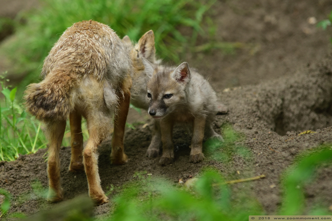 corsac of steppevos ( Vulpes corsac ) corsac fox
Pups, born 20 April, on the picture about 2 weeks old
Trefwoorden: Faunapark Flakkee corsac  steppevos Vulpes corsac  corsac fox 