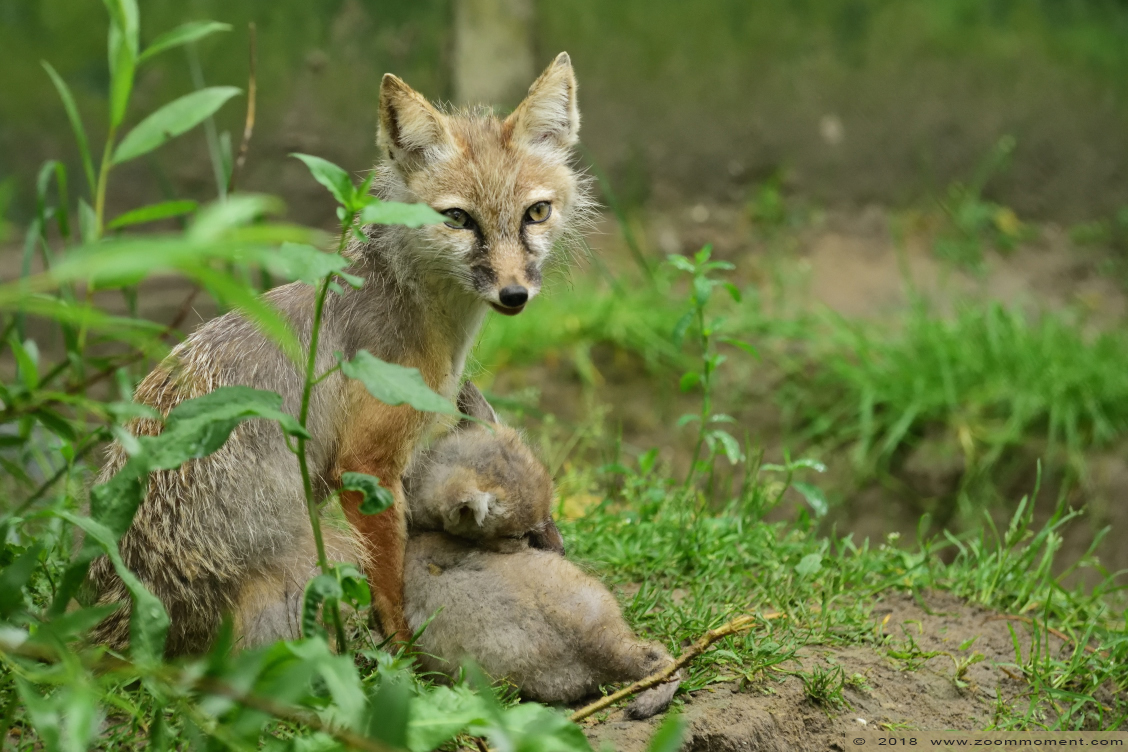 corsac of steppevos ( Vulpes corsac ) corsac fox
Pups, born 20 April, on the picture about 2 weeks old
Trefwoorden: Faunapark Flakkee corsac  steppevos Vulpes corsac  corsac fox 