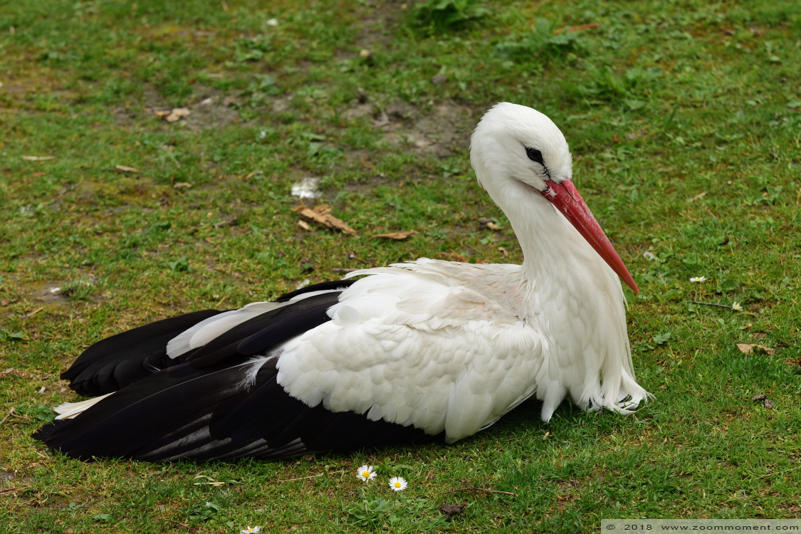 ooievaar ( Ciconia ciconia ) stork
Trefwoorden: Faunapark Flakkee ooievaar Ciconia ciconia stork