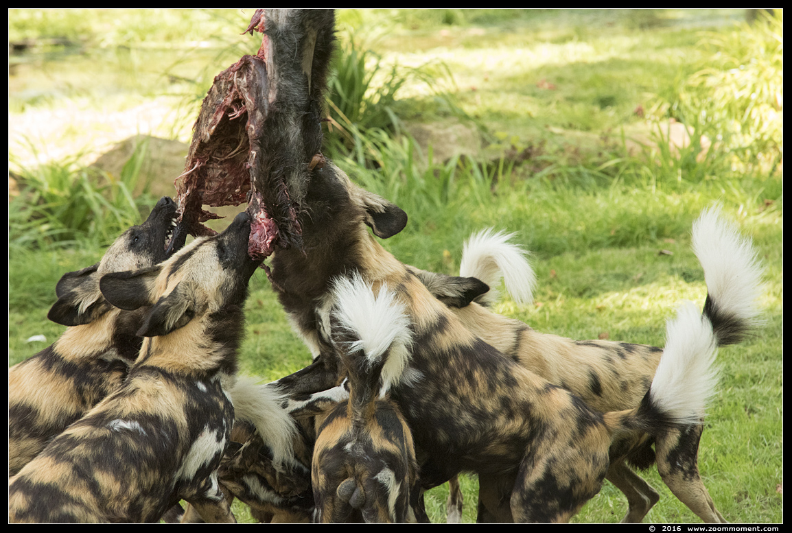 Afrikaanse wilde hond ( Lycaon pictus ) African wild dog
キーワード: Gaiapark Kerkrade Nederland zoo Afrikaanse wilde hond Lycaon pictus  African wild dog