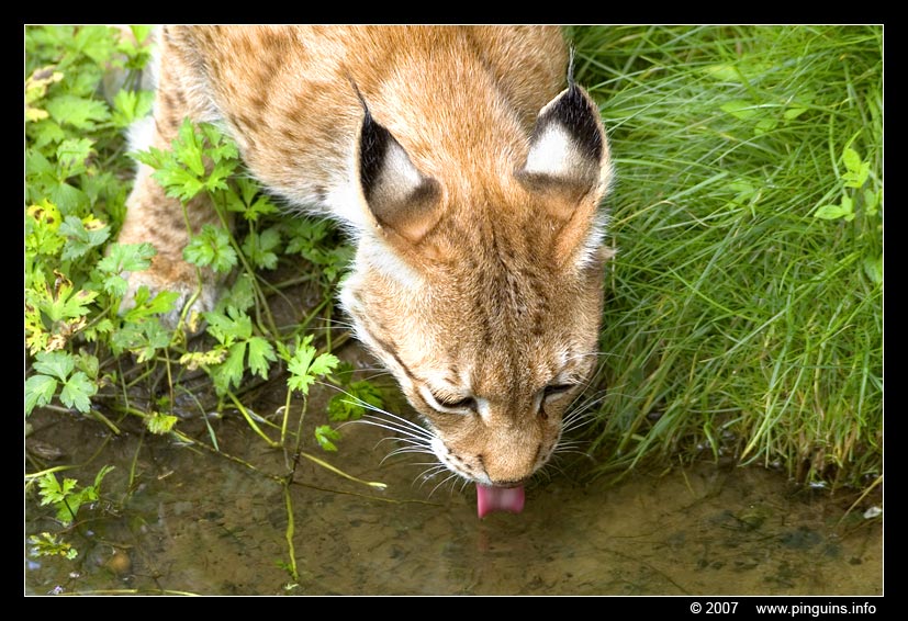 Lynx lynx
Ključne reči: Gaiapark Kerkrade lynx