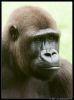 _DSC0653_Gaia_gorilla.jpg