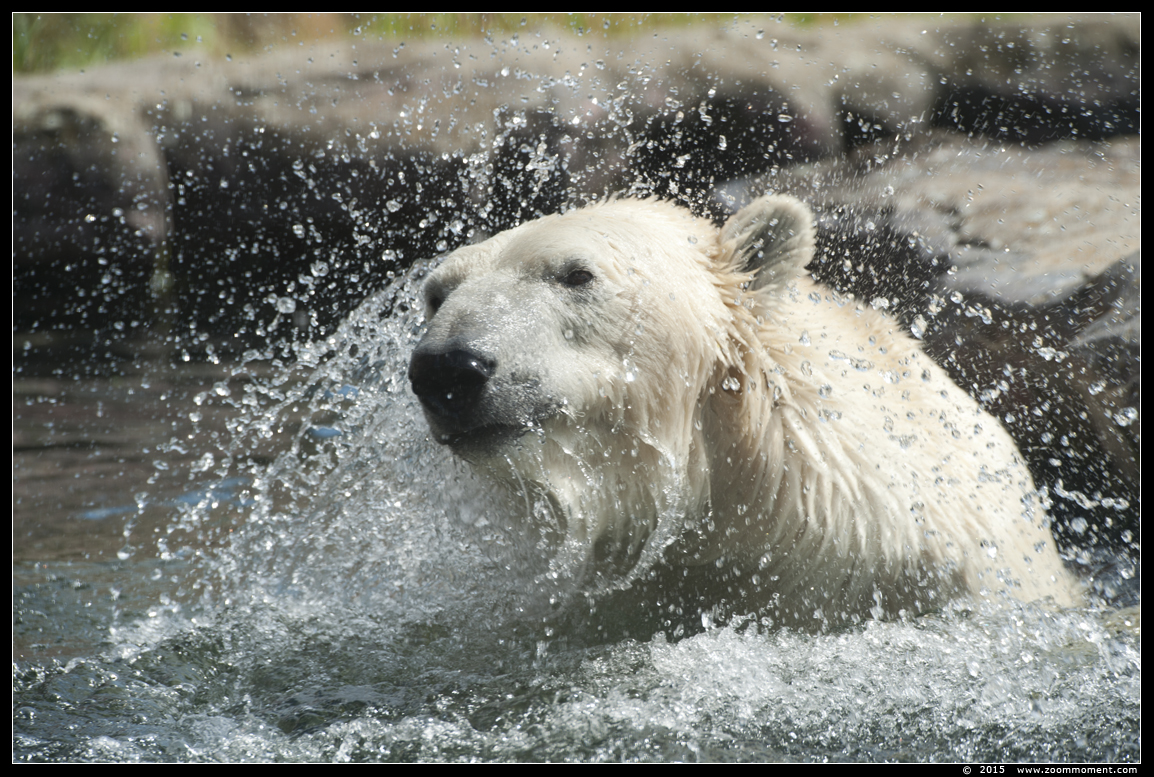 ijsbeer ( Ursus maritimus ) polar bear
Trefwoorden: Gelsenkirchen Zoom Erlebniswelt Germany Duitsland zoo ijsbeer Ursus maritimus polar bear