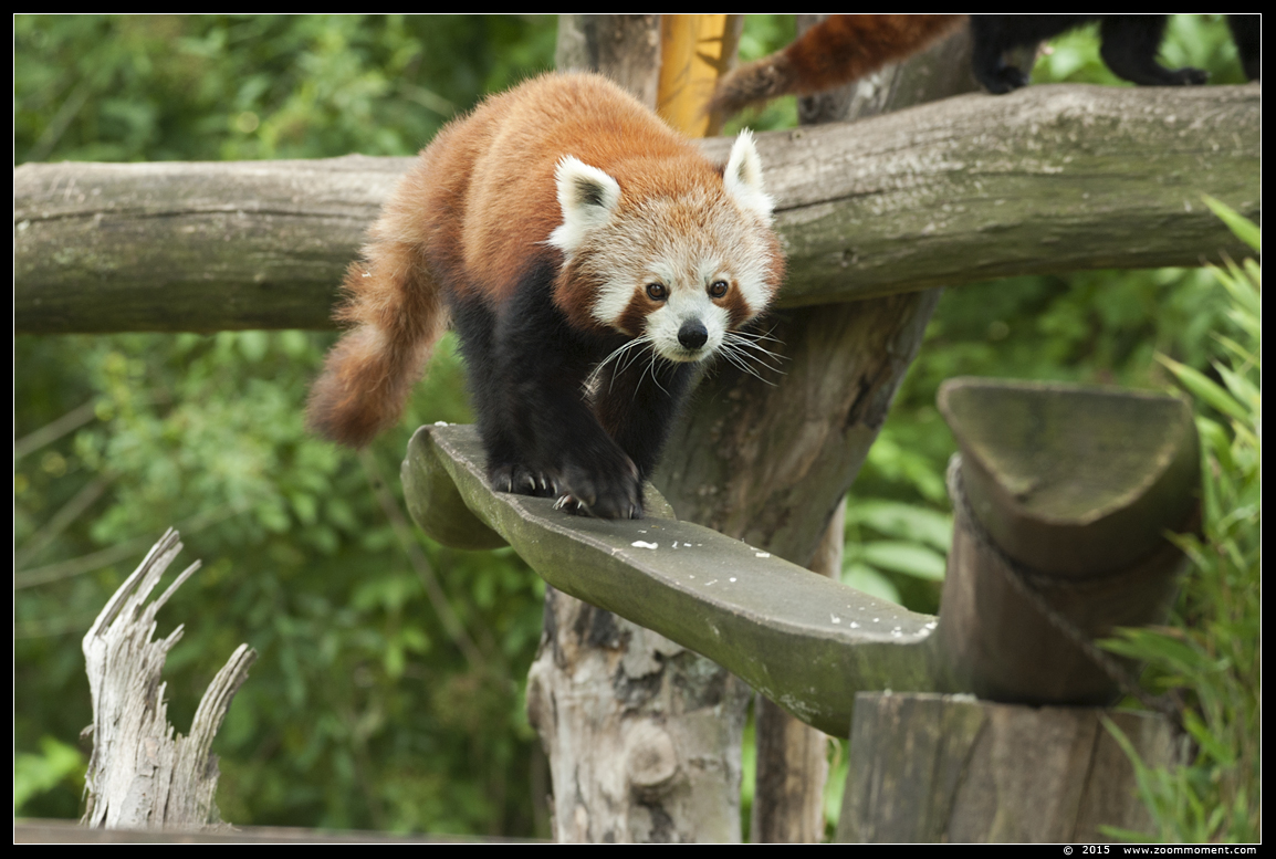 kleine of rode panda ( Ailurus fulgens ) lesser or red panda
Trefwoorden: Gelsenkirchen Zoom Erlebniswelt Germany Duitsland zoo  rode panda  Ailurus fulgens  lesser  red panda