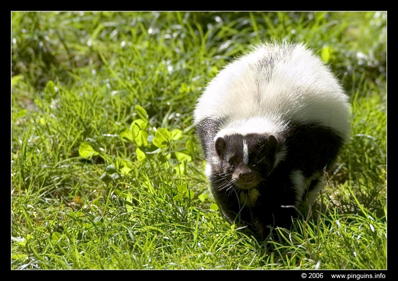 skunk of stinkdier  ( Mephitis mephitis )  skunk
Trefwoorden: Gelsenkirchen Zoom Erlebniswelt Germany Duitsland zoo Mephitis mephitis skunk stinkdier