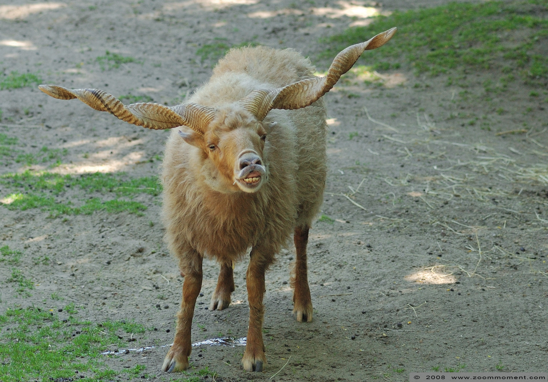 rackaschaap  ( Ovis ammon aries )  Hungarian racka sheep in Halle zoo
Trefwoorden: Halle zoo Germany Duitsland rackaschaap Ovis ammon aries Hungarian racka sheep