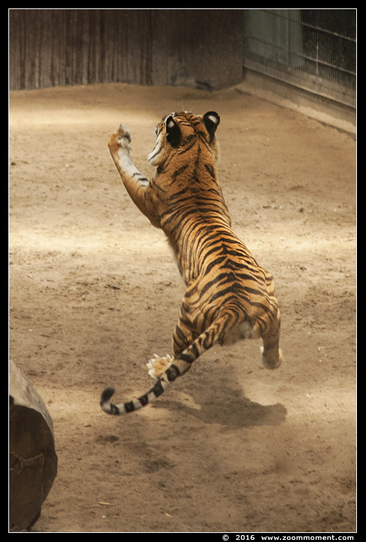 Siberische tijger  ( Panthera tigris altaica )  Siberian tiger
Trefwoorden: Hoenderdaell Stichting leeuw jaagsimulator Nederland tijger Siberische tijger Panthera tigris altaica  Siberian tiger