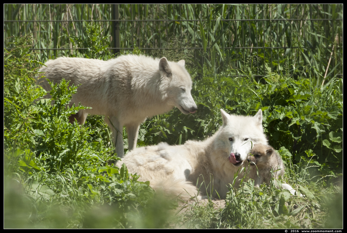 Hudson wolf  (  Canis lupus hudsonicus )  Hudson Bay wolf
Trefwoorden: Hoenderdaell  Nederland Hudson wolf Canis lupus hudsonicus Hudson Bay wolf