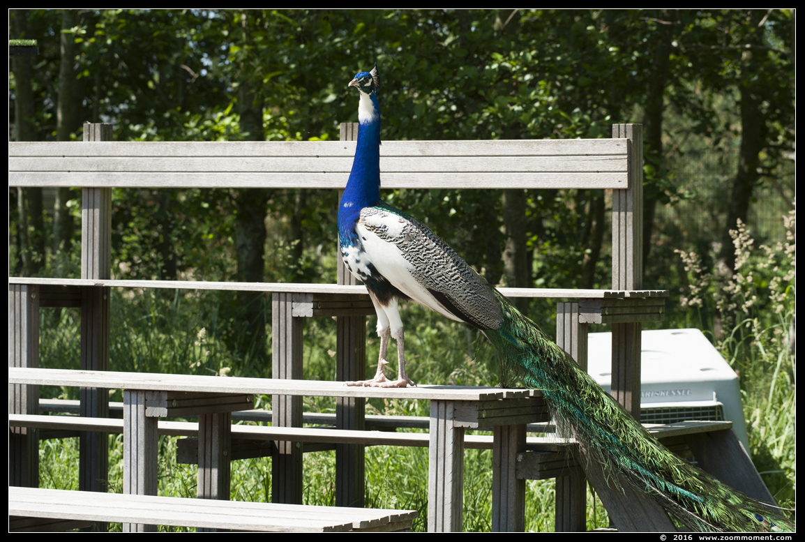 blauwe pauw  ( Pavo cristatus )  Indian peafowl or blue peafowl
Trefwoorden: Hoenderdaell  Nederland pauw Pavo cristatus Indian peafowl  blue peafowl
