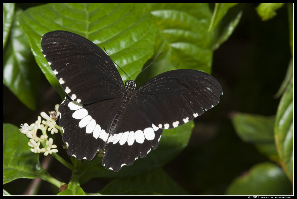Trefwoorden: Vlindertuin Klein Costa Rica Someren 