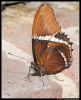 _DSC2501_KleinCostaRica_vlinder.jpg