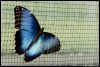 _DSC2733_KleinCostaRica_vlinder.jpg