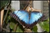 _DSC2749_KleinCostaRica_vlinder.jpg