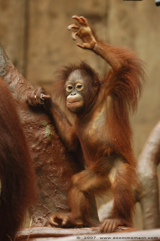 orang oetan ( Pongo pygmaeus ) Bornean orangutan
Sungai
Trefwoorden: Krefeld zoo Germany orang oetan Pongo pygmaeus Bornean orangutan