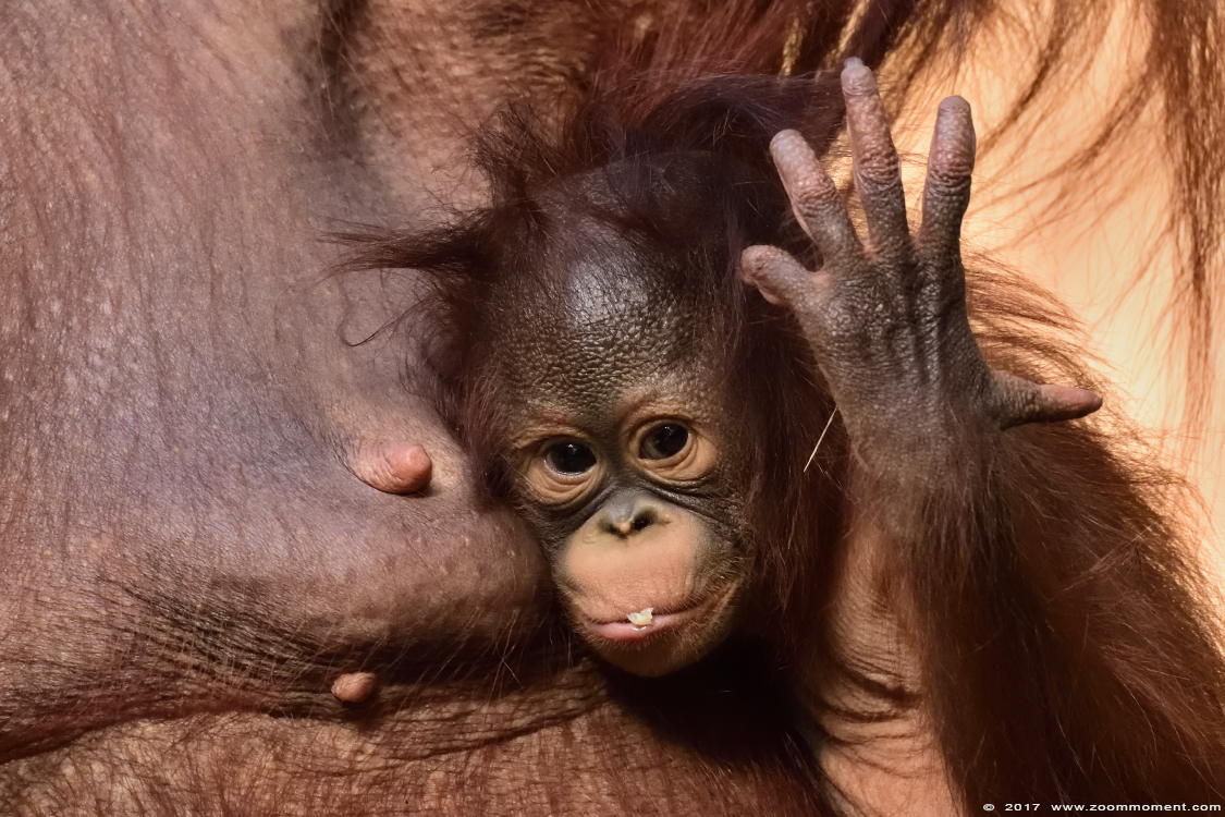 orang oetan  ( Pongo pygmaeus pygmaeus )   Bornean orangutan
Zes maanden oude Suria
Suria is six months old, born Dec 2016
Trefwoorden: Krefeld zoo Germany  orang oetan primates primaten mensaap Pongo pygmaeus Borneo orangutan