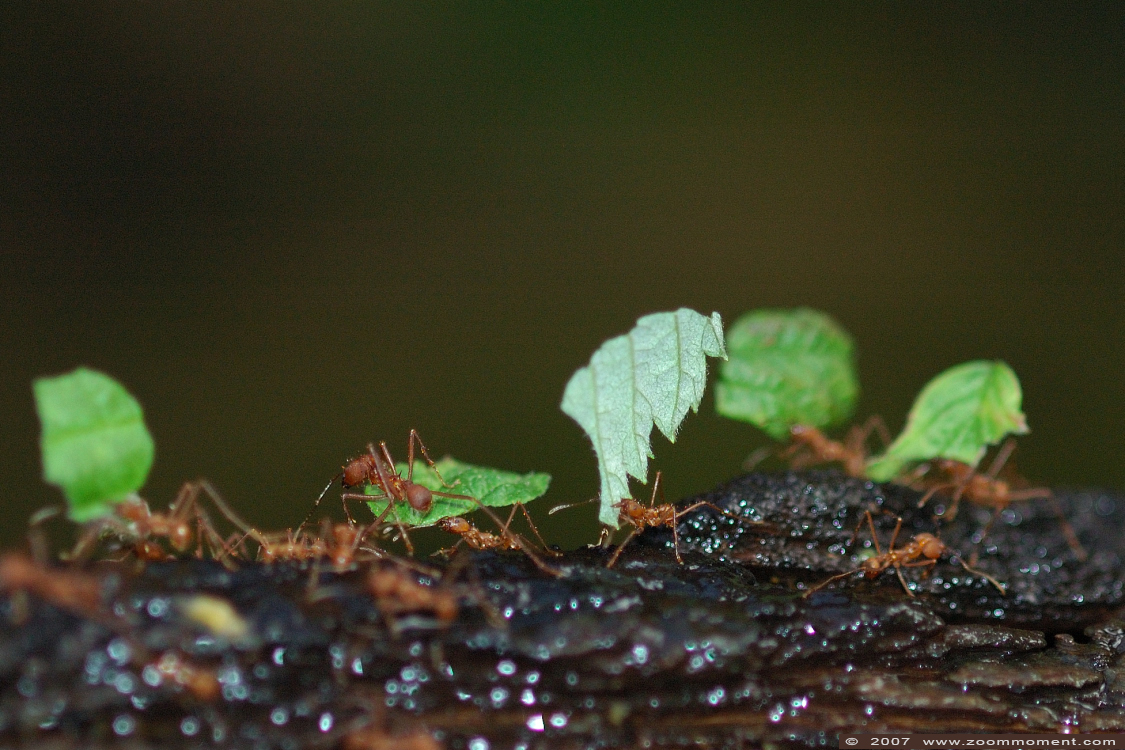 bladsnijdersmier ( Acromyrmex octospinosus )  leaf eater ant 
Trefwoorden: Krefeld zoo Germany  bladsnijdersmier  Acromyrmex octospinosus   leaf eater ant 