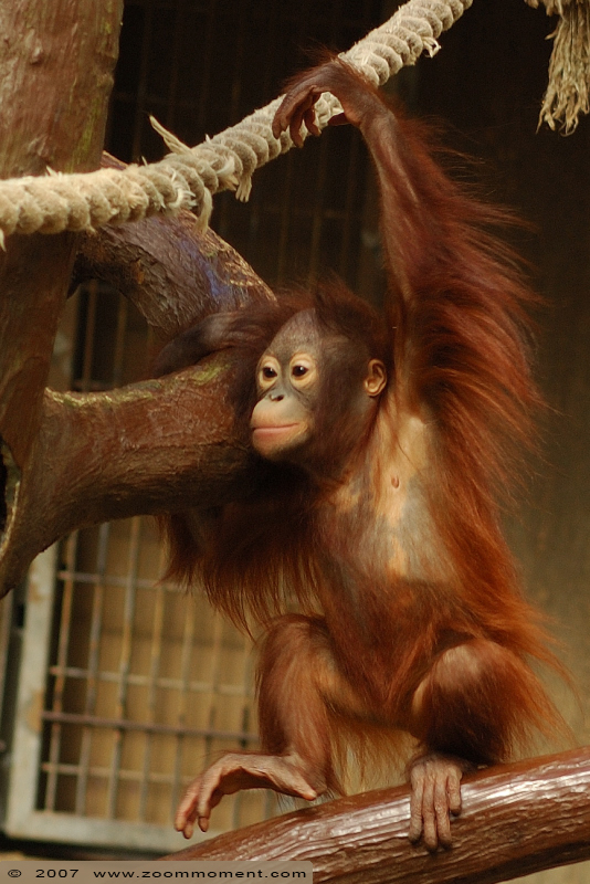 orang oetan ( Pongo pygmaeus ) Bornean orangutan
Trefwoorden: Krefeld zoo Germany orang oetan Pongo pygmaeus Bornean orangutan