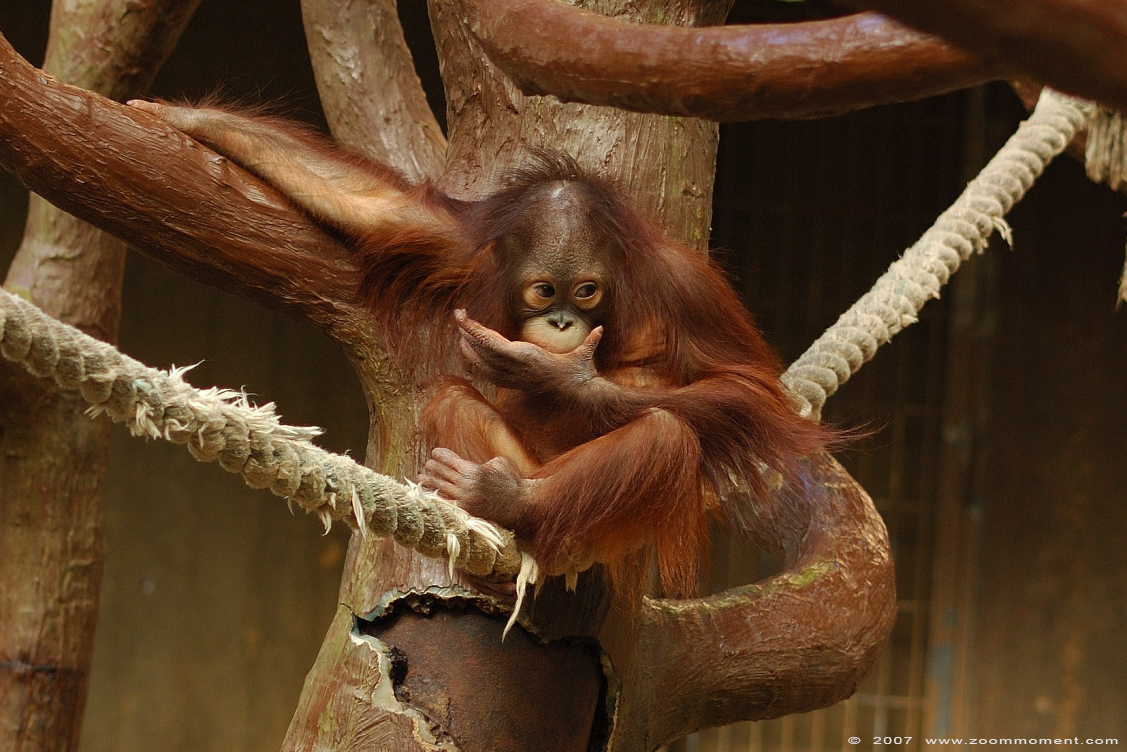 orang oetan ( Pongo pygmaeus ) Bornean orangutan
Sungai
Trefwoorden: Krefeld zoo Germany orang oetan Pongo pygmaeus Bornean orangutan