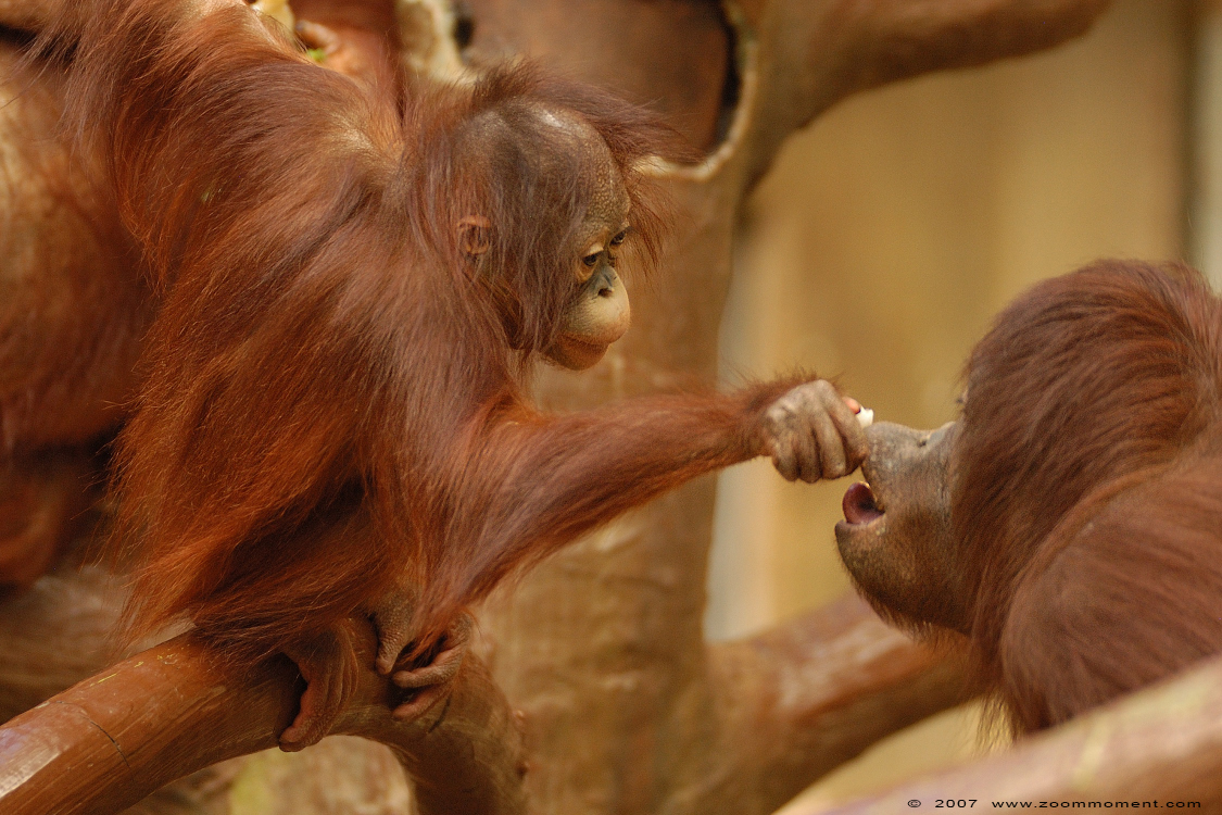 orang oetan  ( Pongo pygmaeus pygmaeus ) Borneo orangutan
Trefwoorden: Krefeld zoo Germany  orang oetan primates primaten mensaap Pongo pygmaeus Borneo orangutan