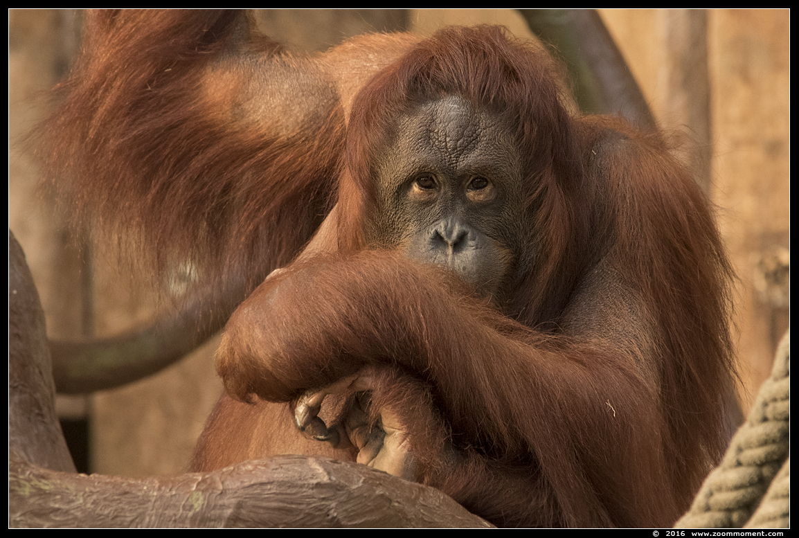 orang oetan ( Pongo pygmaeus pygmaeus  ) Bornean orang utan 
Trefwoorden: Krefeld zoo Germany  oerang orang oetan orangutan primates primaten mensaap Pongo pygmaeus Pongo pygmaeus