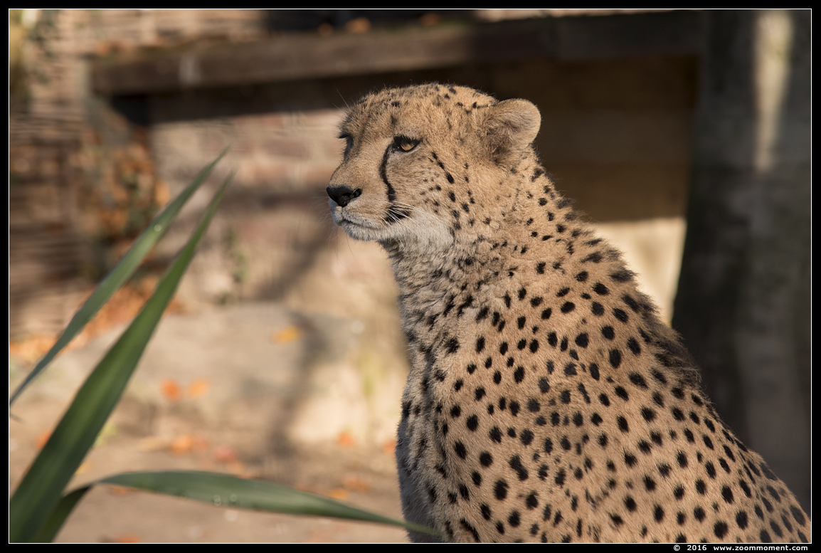 cheetah of jachtluipaard ( Acinonyx jubatus ) cheetah
Trefwoorden: Krefeld zoo Germany  Cheetah jachtluipaard Acinonyx jubatus