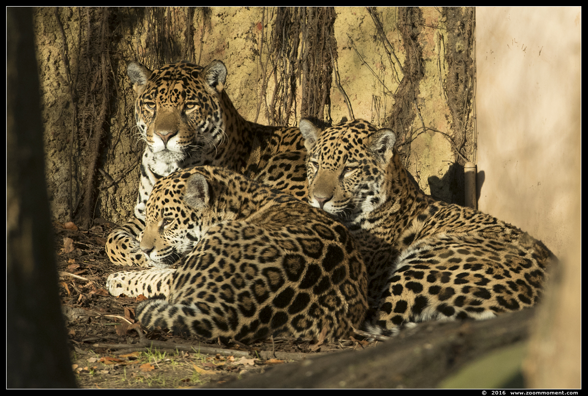 jaguar ( Panthera onca )
Keywords: Krefeld zoo Germany  jaguar Panthera onca