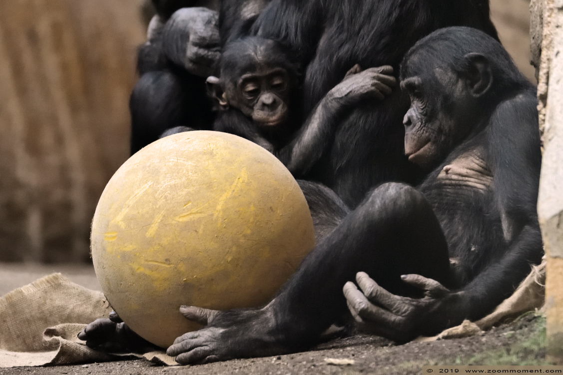 chimpansee  ( Pan troglodytes verus ) chimpanse chimpanzee
Trefwoorden: Leipzig zoo Germany chimpansee Pan troglodytes verus  chimpanse chimpanzee 