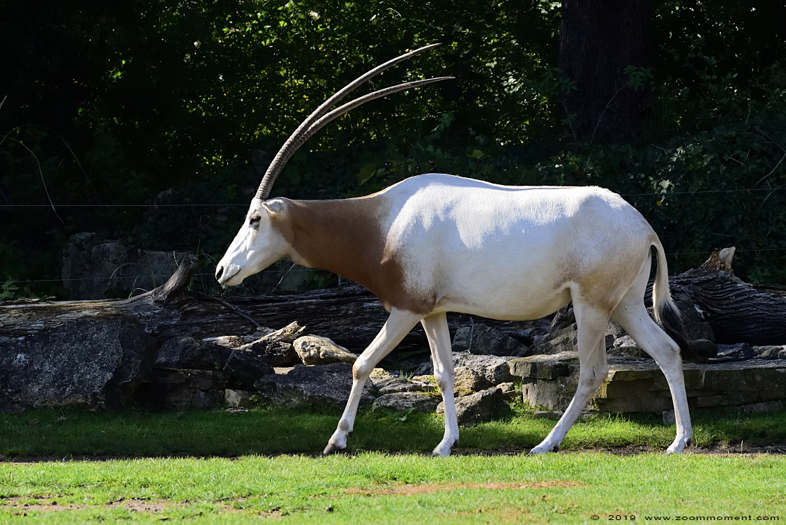 algazel of sabelantilope  ( Oryx dammah ) scimitar oryx
Trefwoorden: Leipzig zoo Germany algazel sabelantilope  Oryx dammah  scimitar oryx