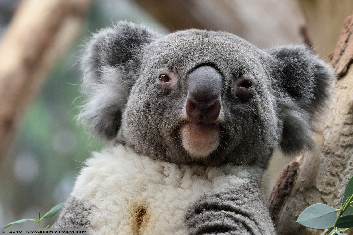 koala  (  Phascolarctos cinereus  )  koala 
Trefwoorden: Leipzig zoo Germany koala  Phascolarctos cinereus  koala 