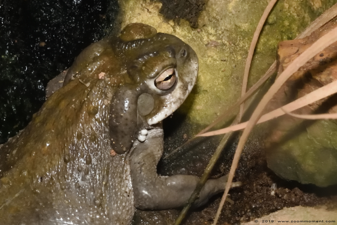 coloradopad ( Incilius alvarius ) Colorado river toad
Trefwoorden: Leipzig zoo Germany coloradopad  Incilius alvarius  Colorado river toad