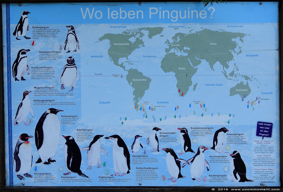 Afrikaanse pinguïn ( Spheniscus demersus ) African penguin 
Trefwoorden: Magdeburg zoo Germany Afrikaanse pinguïn  Spheniscus demersus  African penguin 