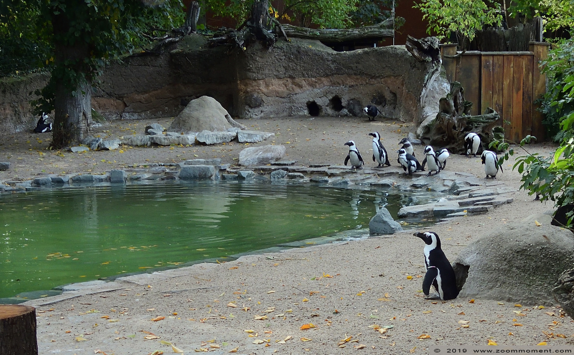 Afrikaanse pinguïn ( Spheniscus demersus ) African penguin
Trefwoorden: Magdeburg zoo Germany Afrikaanse pinguïn  Spheniscus demersus  African penguin 