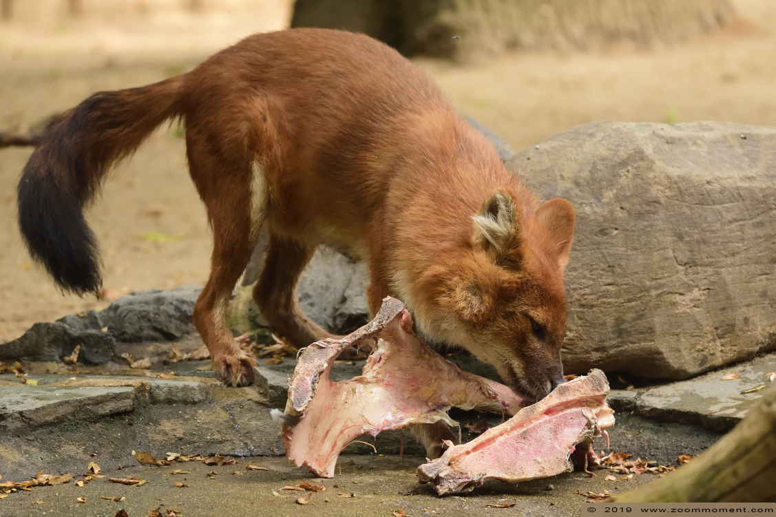 Aziatische rode hond ( Cuon alpinus lepturus ) Asiatic wild dog
Trefwoorden: Magdeburg zoo Germany Aziatische rode hond  Cuon alpinus lepturus  Asiatic wild dog 
