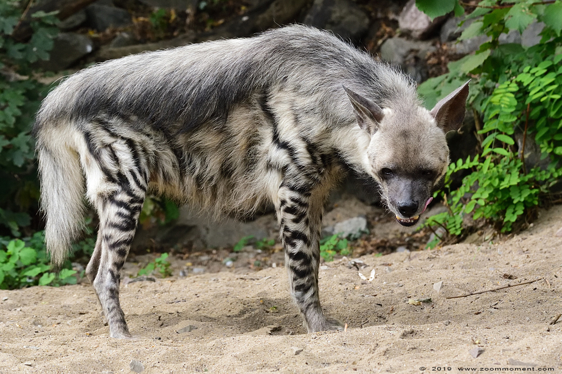gestreepte hyena ( Hyaena hyaena ) striped hyena
Trefwoorden: Magdeburg zoo Germany gestreepte hyena  Hyaena hyaena striped hyena 