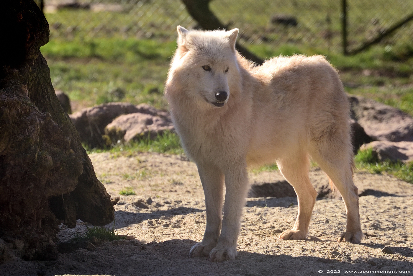 Witte wolf ( Canis lupus ) polar wolf
Trefwoorden: Monde Sauvage Belgium Witte wolf Canis lupus polar wolf