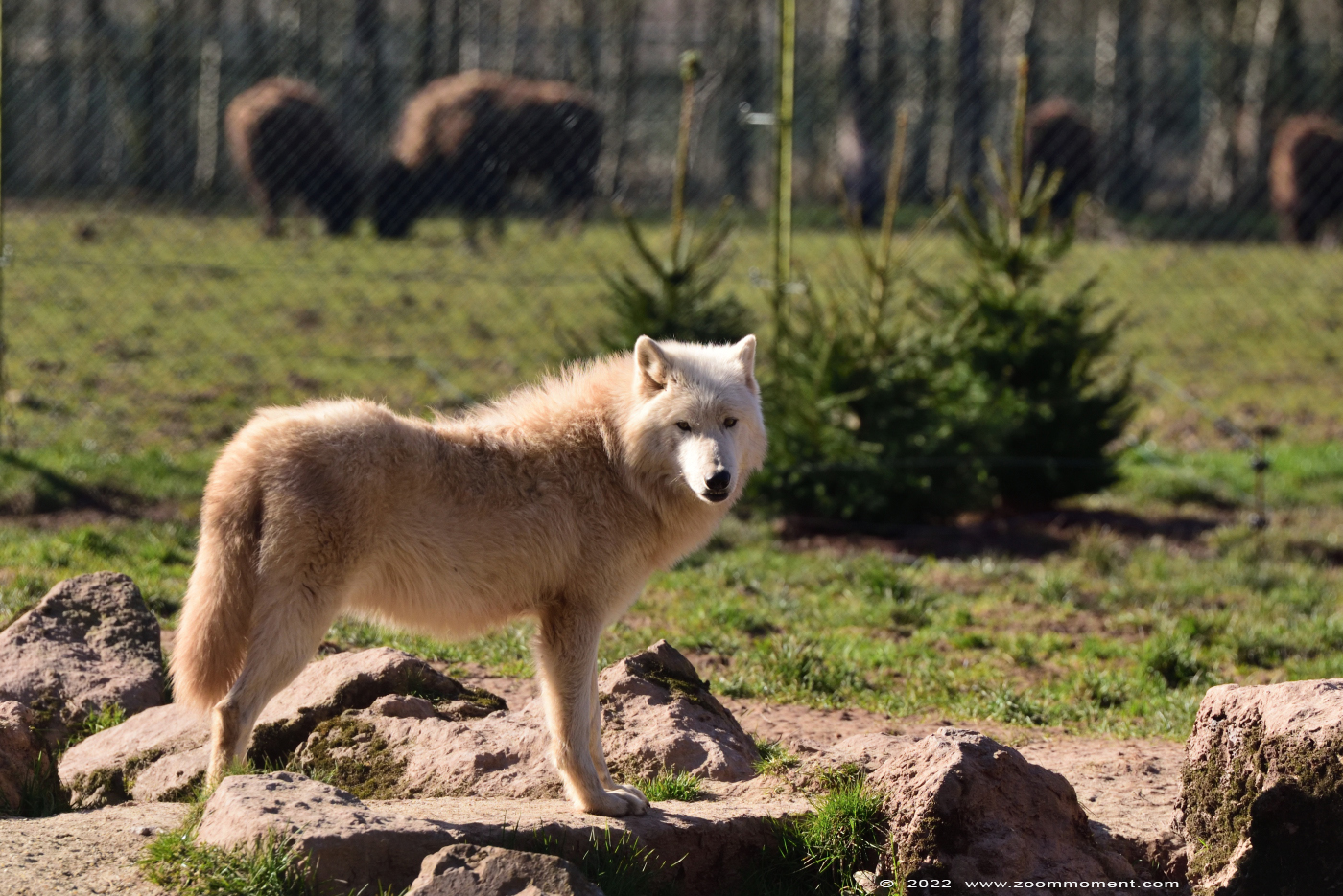 Witte wolf ( Canis lupus ) polar wolf
Trefwoorden: Monde Sauvage Belgium Witte wolf Canis lupus polar wolf