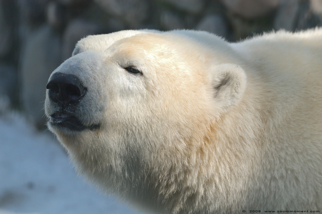 ijsbeer ( Ursus maritimus ) polar bear
Trefwoorden: Monde Sauvage Belgium ijsbeer polar bear Ursus maritimus