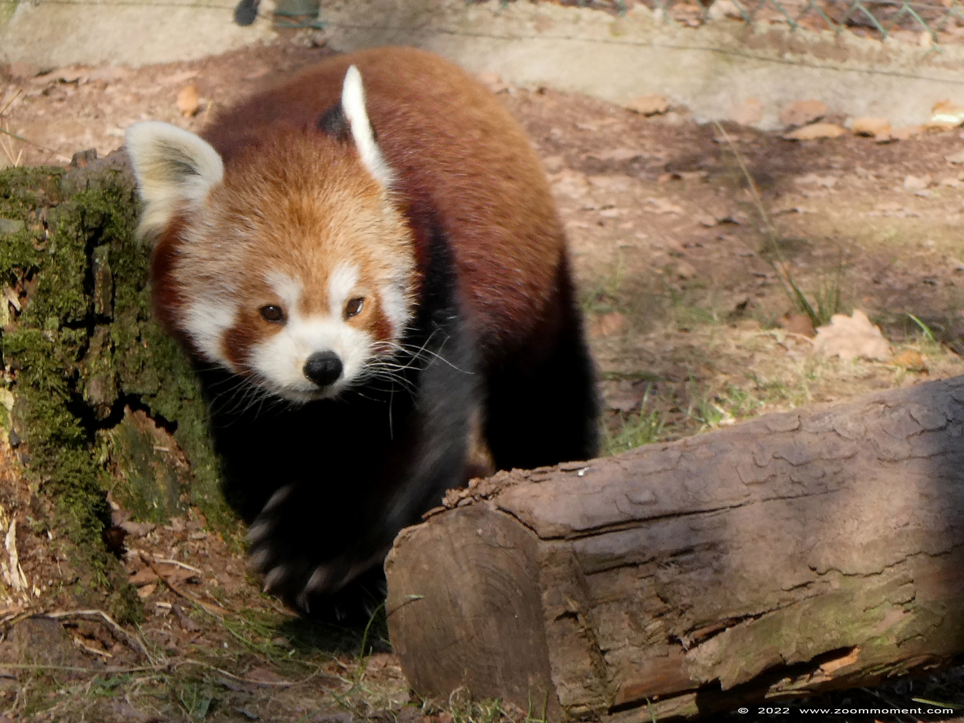 Westelijke of Nepalese rode kleine panda ( Ailurus fulgens ) red panda
Trefwoorden: Monde Sauvage Belgium Westelijke Nepalese rode kleine panda Ailurus fulgens red panda