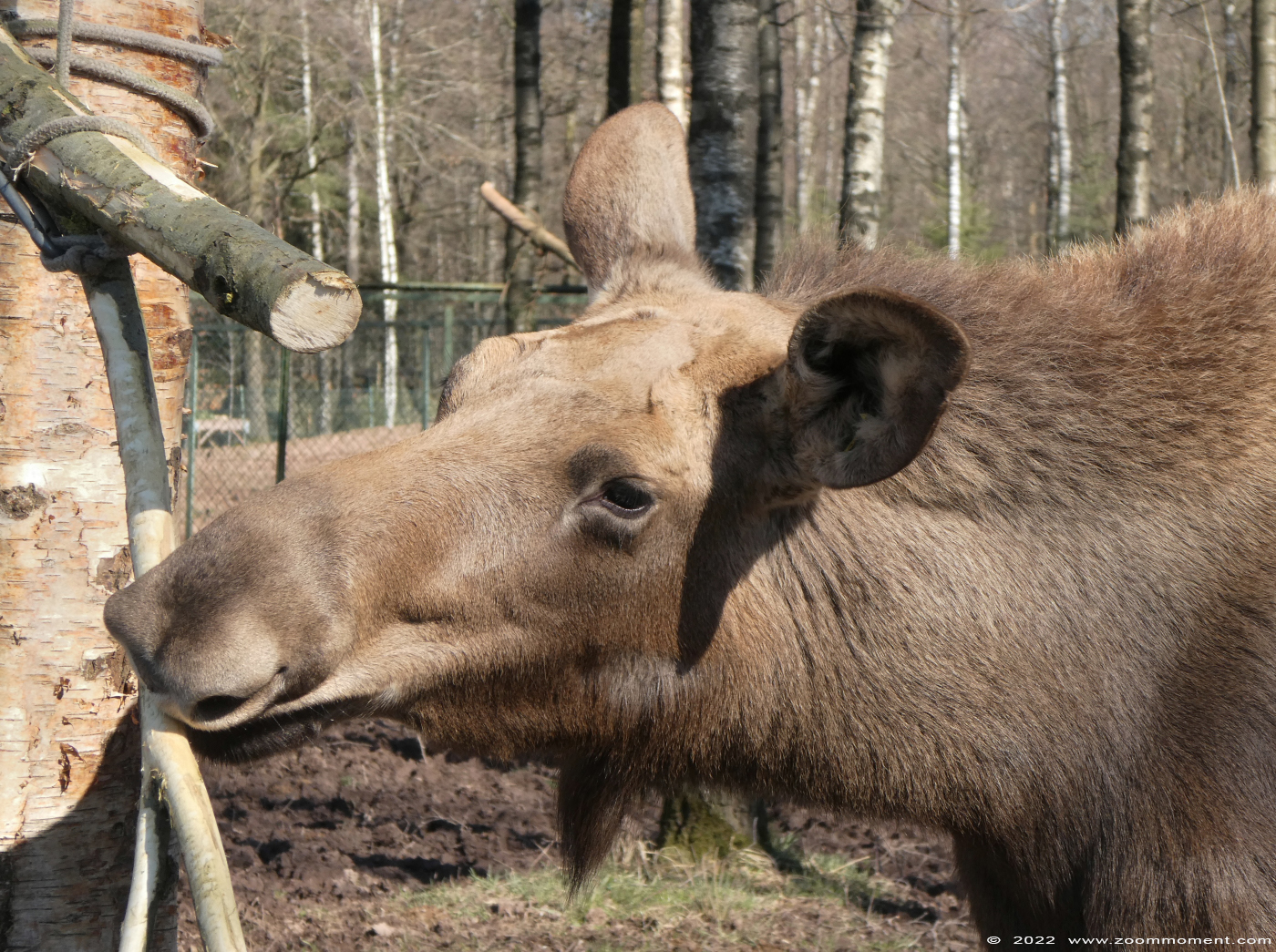 Eland ( Alces alces ) moose Elch
Trefwoorden: Monde Sauvage Belgium Eland Alces alces moose Elch