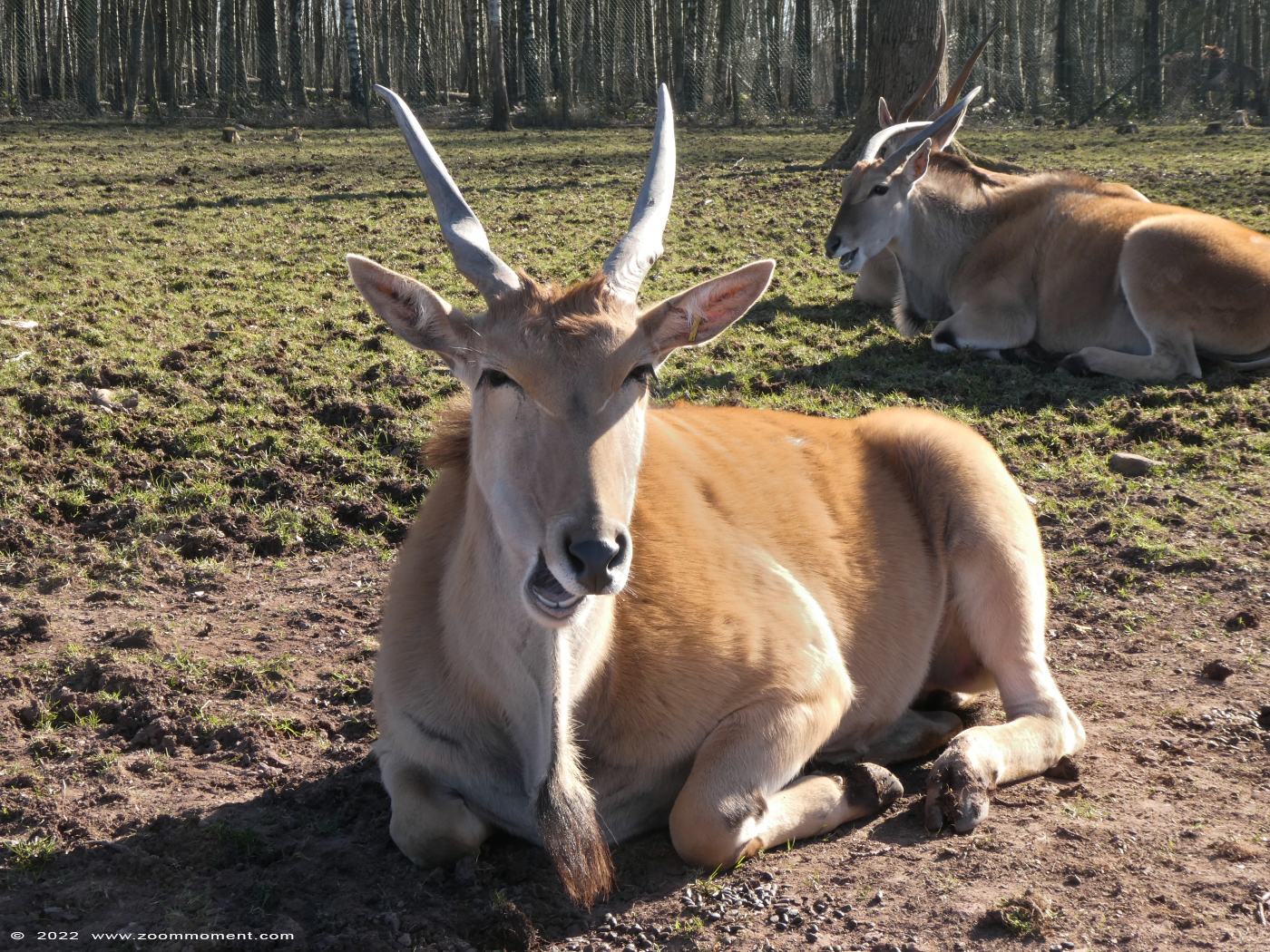 Elandantilope ( Tragelaphus oryx ) common eland eland antelope Elenantilope
Trefwoorden: Monde Sauvage Elandantilope Tragelaphus oryx common eland eland antelope Elenantilope
