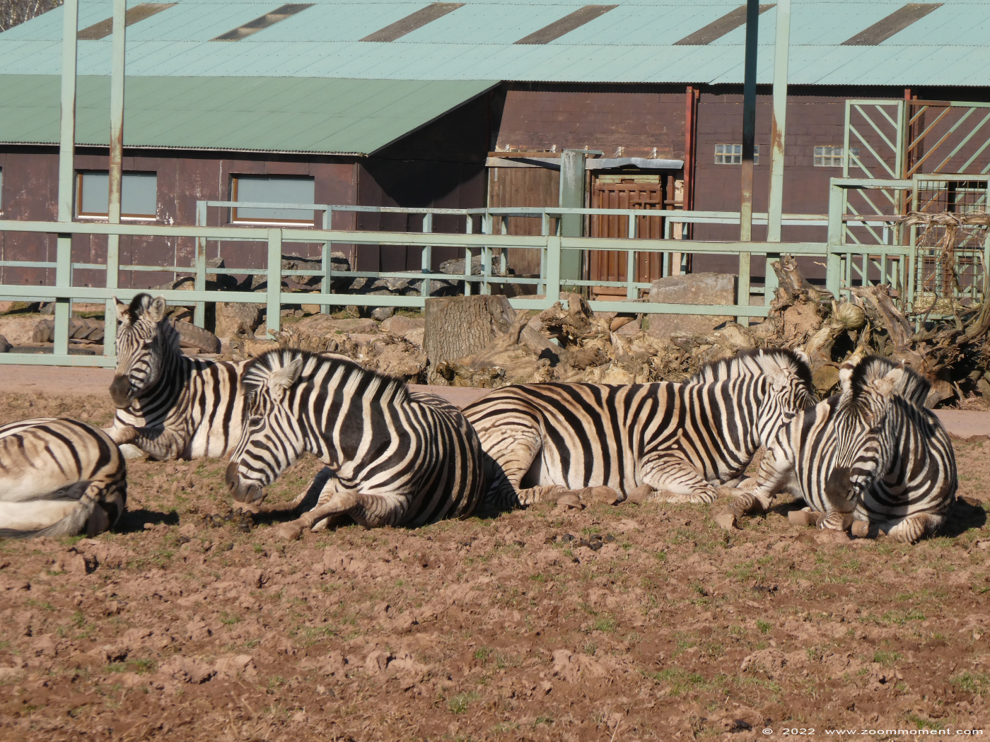 Chapman zebra ( Equus quagga chapmani )
Trefwoorden: Monde Sauvage Belgium Chapman zebra Equus quagga chapmani